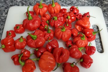 Third harvest from my Bahamian beast mutation