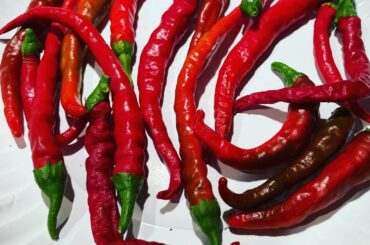 First cayennes of the season after moving to a completely different growing region-