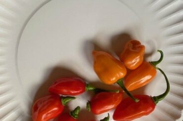My First Ever Habanero Harvest