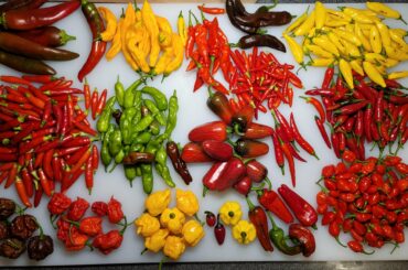 Got too many peppers! Who wants some??