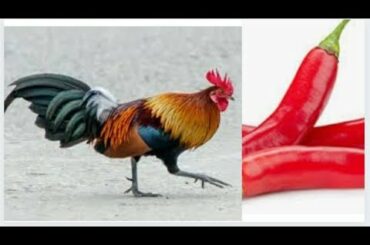 How to make Chicken Chilli || Recipie ||