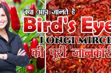 longi mirch | dhani mirchi | bird's eye chili | supplier