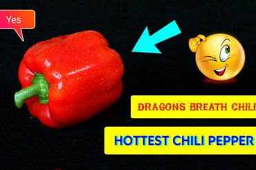 Hottest Pepper In The World | Dragon Breath Chili Pepper In Hindi | Carolina Reaper | Chili Recipe