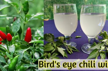 Bird's eye chili wine recipe | Healthy wine recipe without using yeast | Coorg style wine recipe