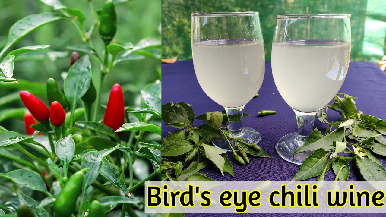 Bird's eye chili wine recipe Healthy wine recipe without using yeast
