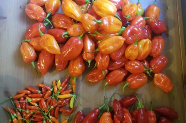 Alright, what are they? Everyone has told me something different. Please educate me, I beg you