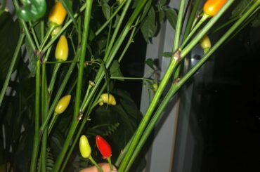 Can anybody help me identity this species?