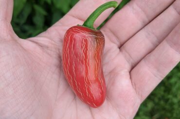 The best corking I've seen on one of my peppers