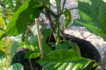 Naga chilli's are finally coming in!