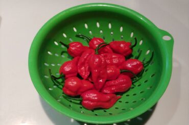 The first pick of my bhut jolokias!!