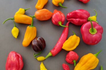 My dad gave me these beauties he grew in a small greenhouse. Not sure what to do with all of them.