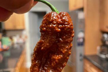 Chocolate habanero or chocolate bhutlah?
