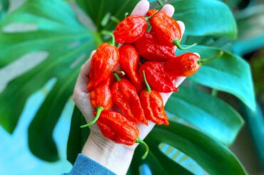 My crop of ghost peppers are finally ripe enough to start harvesting. Anyone have any tips for drying these puppies?