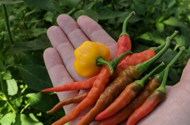 Today has been a relaxing day for pepper picking