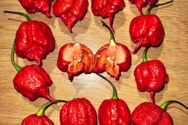 These Carolina Reapers phenos are on point