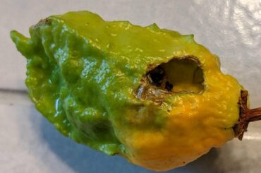 What is doing this to my peppers?