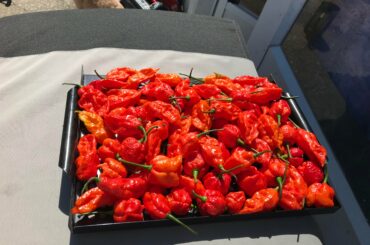 Bunch of spicy bois ready for the smoker.