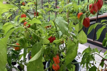 Balcony grow finishing up nicely (Habanero)