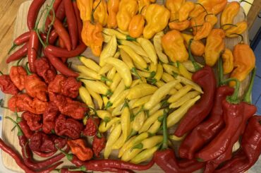 gonna make sauce this weekend