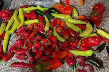 I had to spend a week in the hospital with only mother nature taking care of my plants and I come back to this