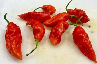 I could never find ghost peppers, so I grew my own. Here’s my first batch from picking to grinding!