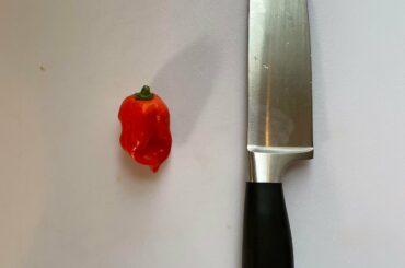 My first ever home-grown habanero!