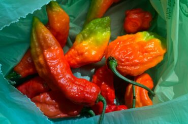 Random guy on the street sold me these ghosts for 2 bucks. Should I make a salsa or sauce?