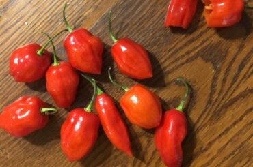 A neighbor was giving out free peppers, took some, ate a couple, hot as balls, don’t know what they are, would like to know