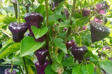 Purple UFO, my favorite chilli