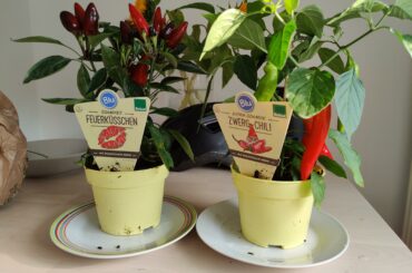 Anyone knows these chillies? Gf just bought them for me