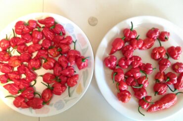 Decent harvest from today & last night