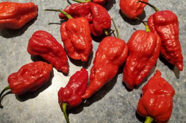 Farmers market had some reapers to dice up and dehydrate.