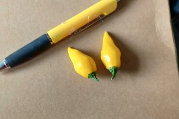 Can someone id this pepper i got for free at the roadside