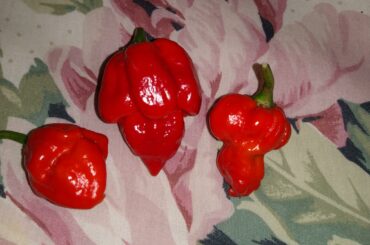 Got these from a friend and he has no idea what variety it is. Anyone know what these peppers are?