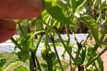 Curly cayenne pepper growing on my plant