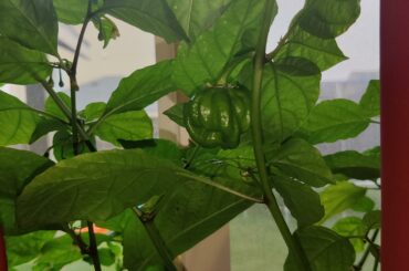 Planted some peppers in my window but forgot to label them, so these are either scorpions, reapers, or habenero...anybody know which?