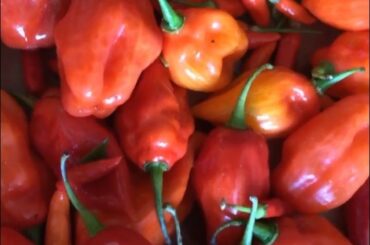 I'm picking these up today from a local grower. They are supposedly ghosts and darsette nagas. I've never heard of the nagas. What do you all think?