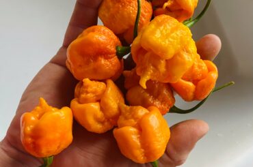 My favorite peppers from this year