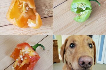 I can't even make this stuff up! Last Friday Maddie ate a piece of my dad's birthday cake. Today she ate a good portion of three habanero peppers and an entire small mystery hot pepper. I checked with the vet and have been warned (in between fits of her laughter) that tonight is going to be BAD.