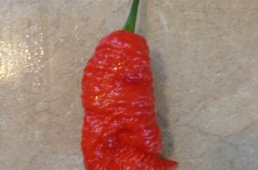 Just a nice looking Death Spiral from the garden