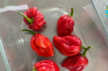 Just harvested these beauties, winter is going to be hot