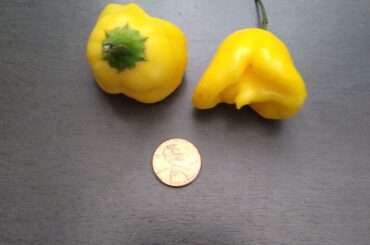 Bright, sweet flavor like belpepper, but spicy at seeds. What pepper am I?