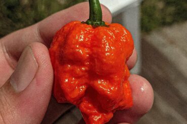 After such a long wait, my reapers are finally ripening!