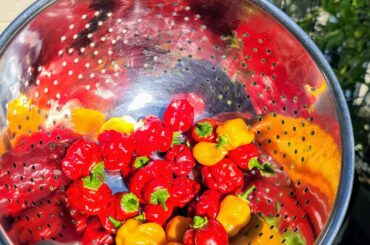 Today's harvest of Scotch Bonnets, Habaneros, and Caribbean Reds--gifts for the hosts of the Labor Day BBQ. Love giving them away almost as much as eating them.