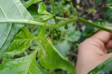 Anger flowers. Chocolate Scotch Bonnets coming soon!