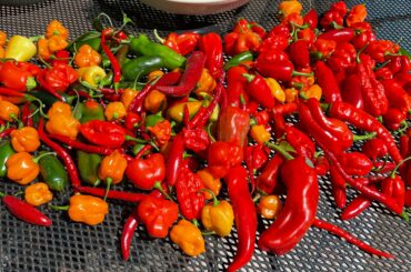 Today’s pepper haul