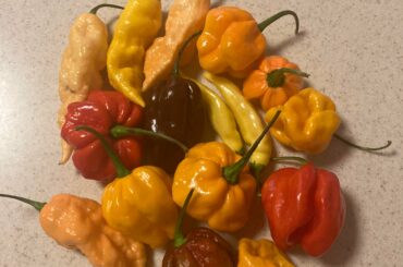 Trip to farmers market in preparation for our annual “Jerk off”.