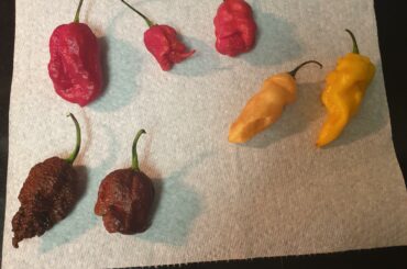 I recieved these as a gift. I have no clue what they are exactly or what the hell I should do with them. Chili? Salsa? Suggestions?