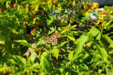 Relax in the pepper garden, weary traveler