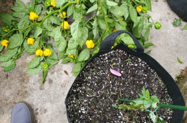 Big storms last night in MN took out my 7 Pot Yellow Lava. Goodbye, my friend